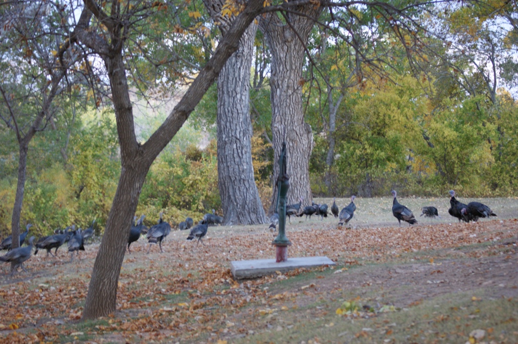 Herd of Turkeys