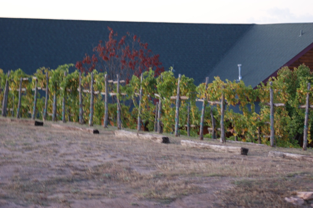 Vinyard 