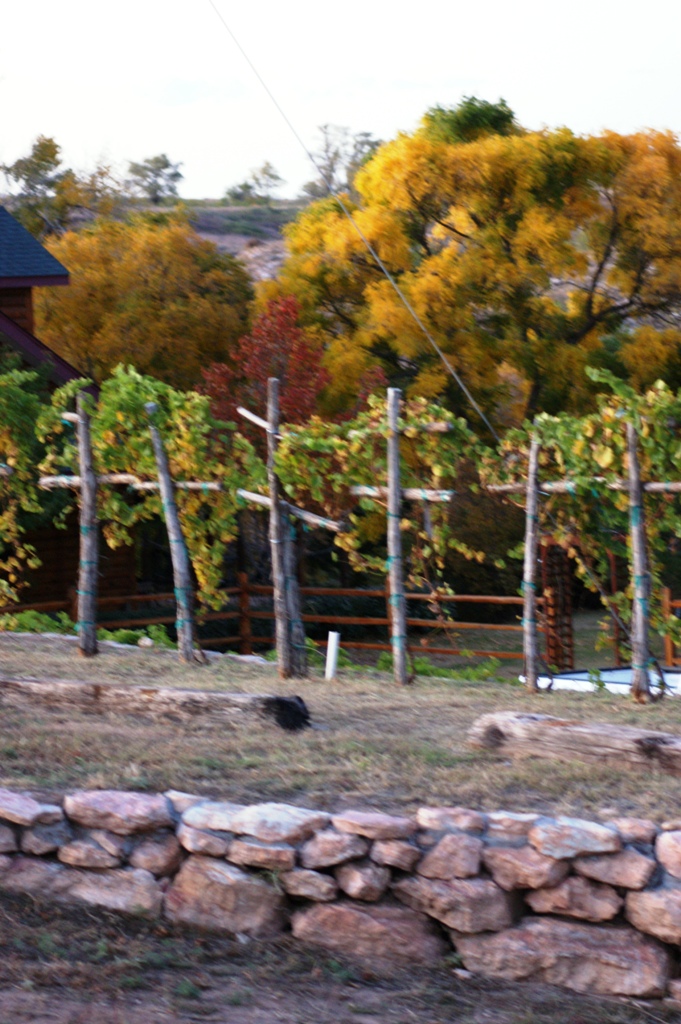 Vinyard 
