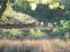Deer on trail