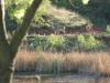 Deer on trail
