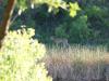 Deer on trail