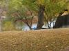 Cottonwood Tree