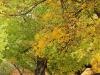 Cottonwood Tree