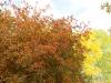 Crabapple Tree