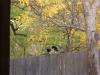 Turkey on a fence