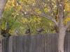 Turkeys on a fence