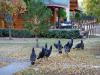 Herd of Turkeys
