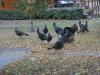 Herd of Turkeys