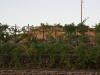 Turkeys in the vineyard