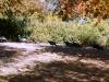 Turkeys