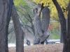 Turkeys