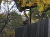 Turkeys on a fence