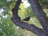 Turkey in the roost
