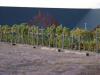 Vinyard 