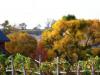 Vinyard 
