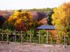 Peak of the Fall